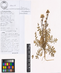 Coincya monensis (L.) Greuter & Burdet subsp. cheiranthos (Franco) Aedo, L