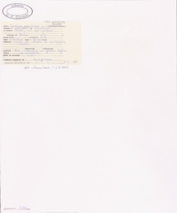 Conium maculatum L. subsp. maculatum