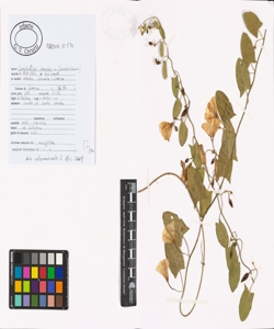 Convolvulus arvensis L.