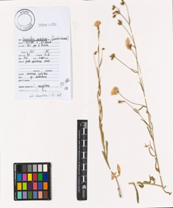 Convolvulus cantabrica L.