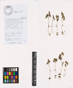 Corydalis intermedia (L.) M¿rat