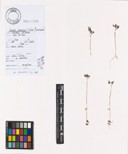 Corydalis intermedia (L.) M¿rat