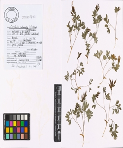 Corydalis intermedia (L.) M¿rat