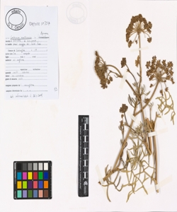 Crithmum maritimum L.