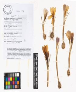 Crocus vernus (L.) Hill s.l.