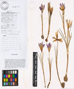 Crocus vernus (L.) Hill s.l.