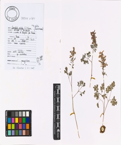 Corydalis solida (L.) Clairv. subsp. solida