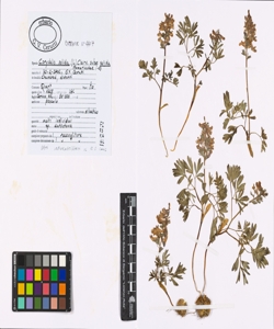 Corydalis solida (L.) Clairv. subsp. solida