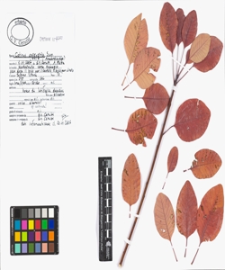 Cotinus coggygria Scop.