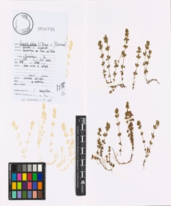 Cruciata glabra (L.) Ehrend. s.l.