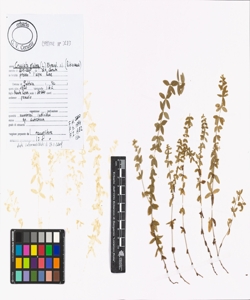 Cruciata glabra (L.) Ehrend. s.l.