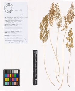 Cryptogramma crispa (L.) R. Br. ex Hook.