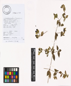 Cucubalus baccifer L.