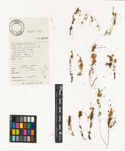 Cuscuta epithymum (L.) L. subsp. epithymum