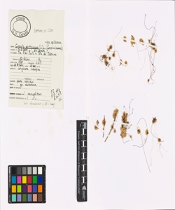 Cuscuta epithymum (L.) L. subsp. epithymum