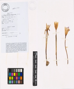 Crocus vernus (L.) Hill s.l.