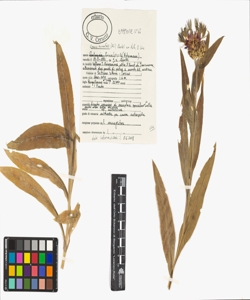 Cyanus triumfetti (All.) Dost¿l ex ¿. & D. L¿ve