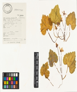 Cyclamen repandum Sm. subsp. repandum