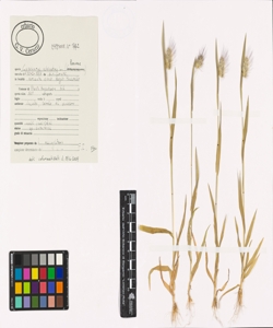 Cynosurus echinatus L.