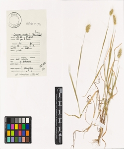 Cynosurus echinatus L.