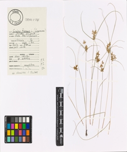 Cyperus flavescens L.