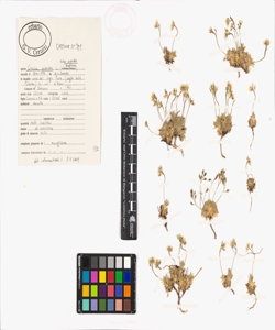 Draba aizoides L. subsp. aizoides