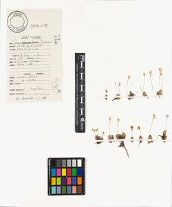 Draba aizoides L. subsp. aizoides