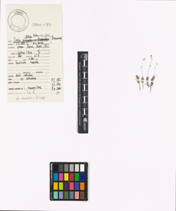 Draba dubia Suter subsp. dubia