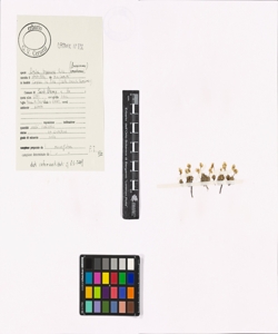 Draba hoppeana Rchb.