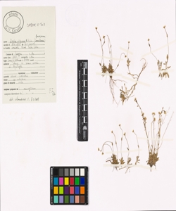 Draba siliquosa M. Bieb.