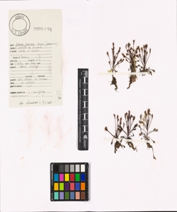 Drosera intermedia Hayne