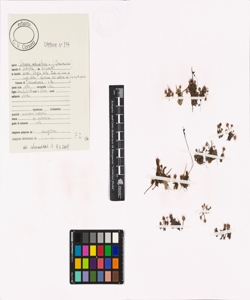 Drosera rotundifolia L.