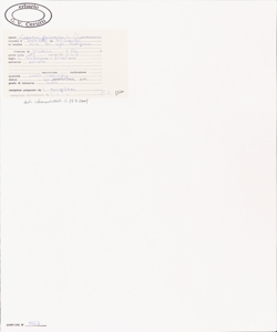 Cyperus glomeratus L.