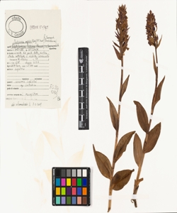Dactylorhiza majalis (Rchb.) P.F. Hunt & Summerh.