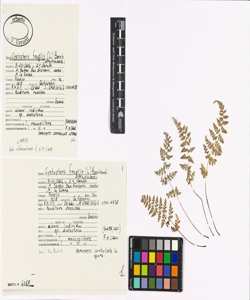 Cystopteris fragilis (L.) Bernh.