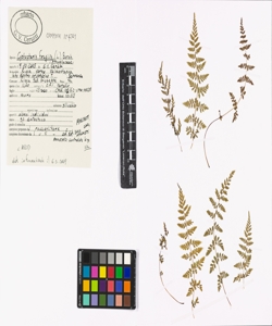 Cystopteris fragilis (L.) Bernh.