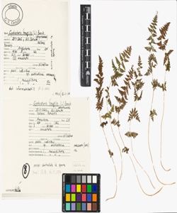 Cystopteris fragilis (L.) Bernh.