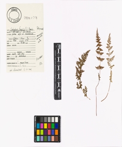 Cystopteris fragilis (L.) Bernh.