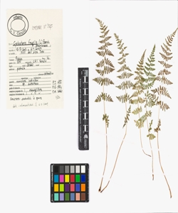 Cystopteris fragilis (L.) Bernh.