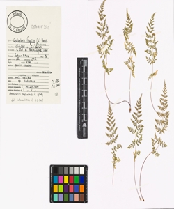 Cystopteris fragilis (L.) Bernh.