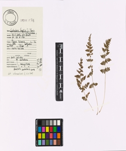 Cystopteris fragilis (L.) Bernh.