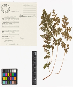 Cystopteris dickieana R. Sim