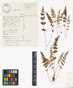 Cystopteris fragilis (L.) Bernh.