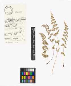 Cystopteris fragilis (L.) Bernh.