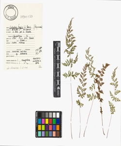 Cystopteris fragilis (L.) Bernh.