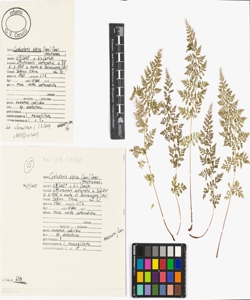 Cystopteris alpina (Lam.) Desv.