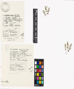 Cystopteris alpina (Lam.) Desv.