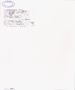 Cytisus proteus Zumagl.