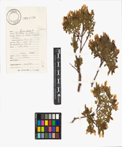 Cytisus supinus L.