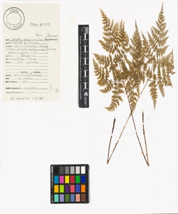 Cystopteris montana (Lam.) Bernh. ex Desv.